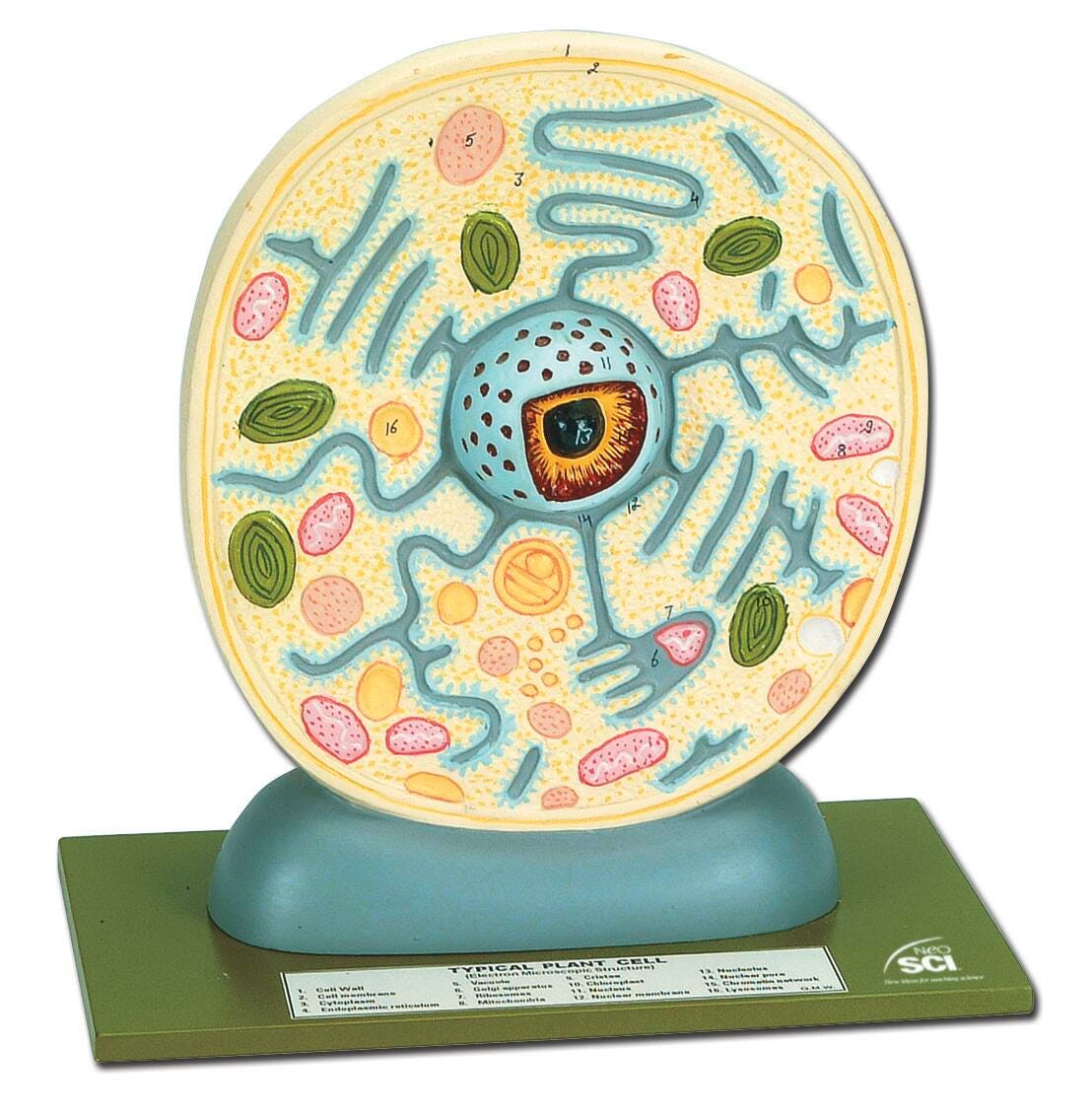 MODEL TYPICAL PLANT CELL