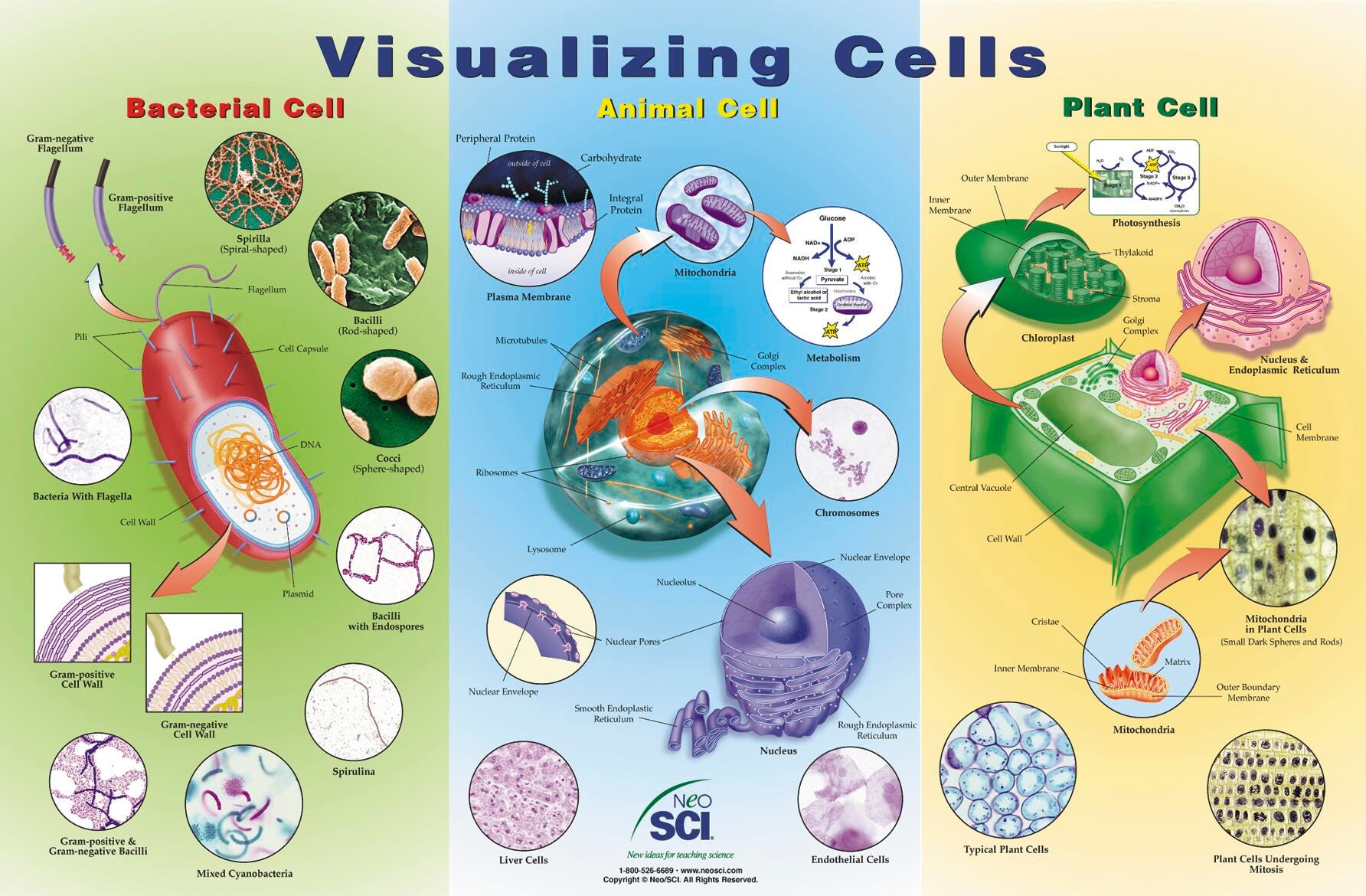 Cell Lab Poster VISUALIZING CELLS LAM POSTER | Eduplan International