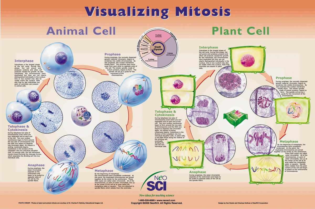VISUALIZING MITOSIS LAM POSTER