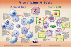 VISUALIZING MITOSIS LAM POSTER