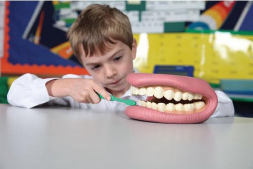 GIANT TEETH DENTAL DEMONSTRATION MODEL