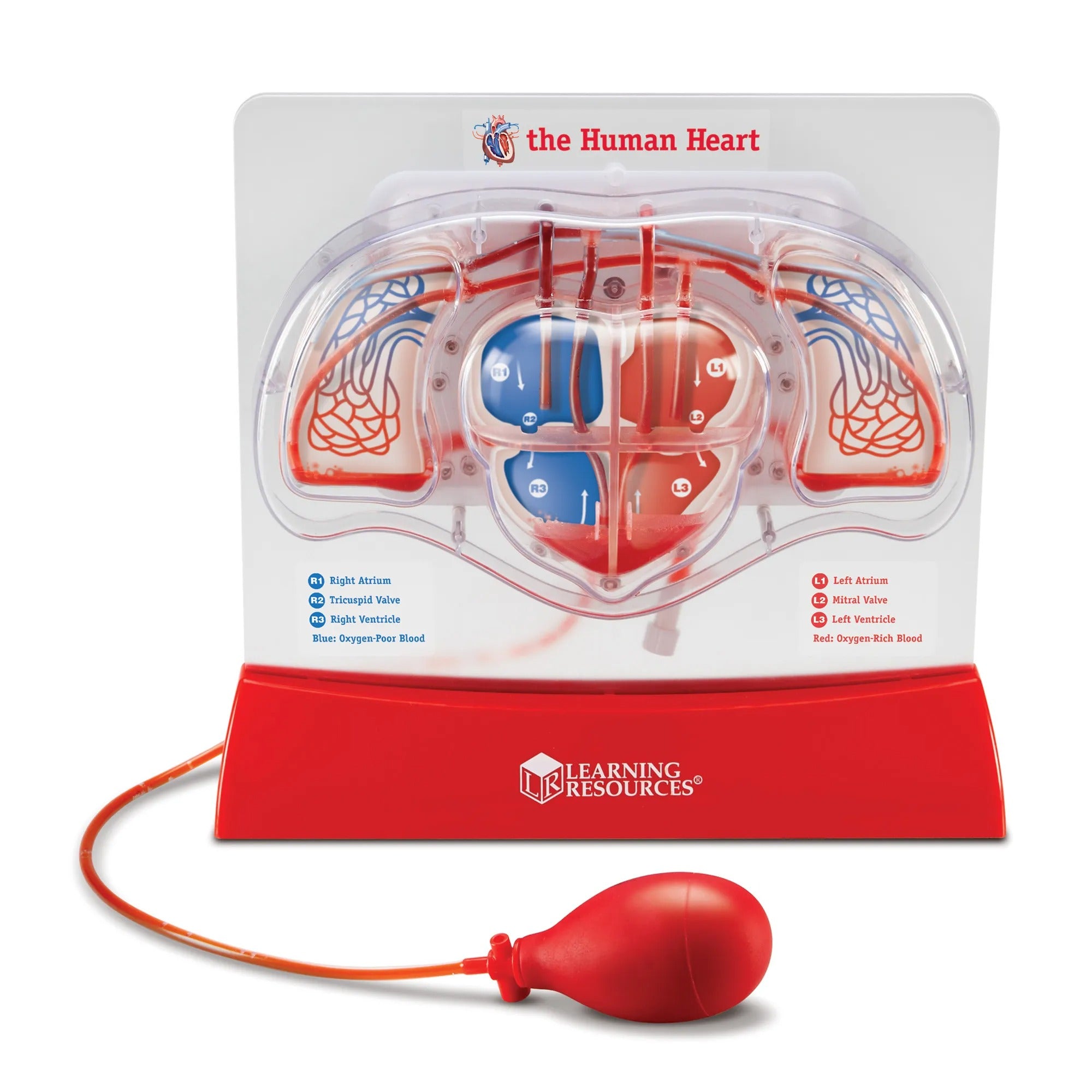 3D Pumping Heart