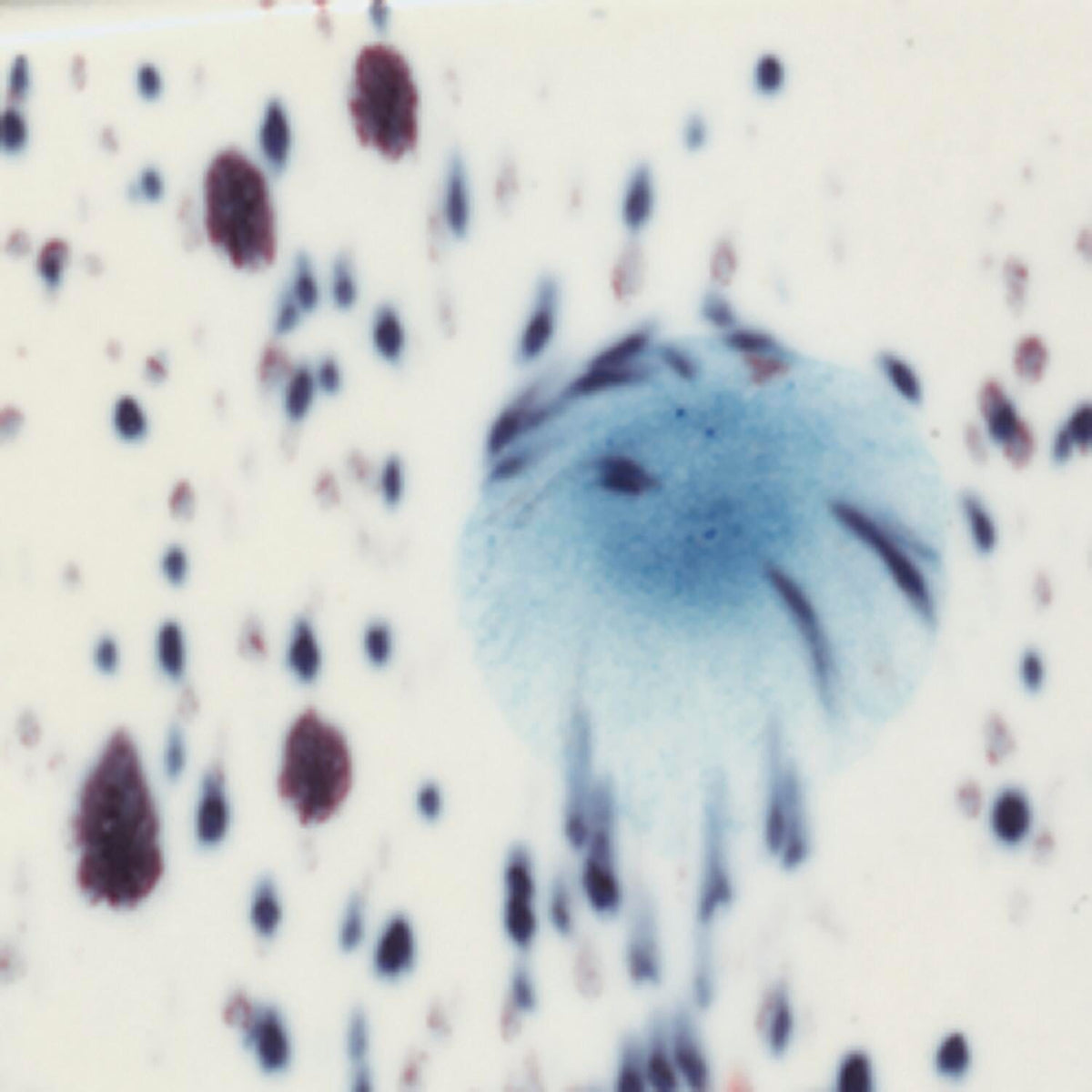 GLAZE SAX CRYSTAL MAGIC PEACOCK EYES PINT