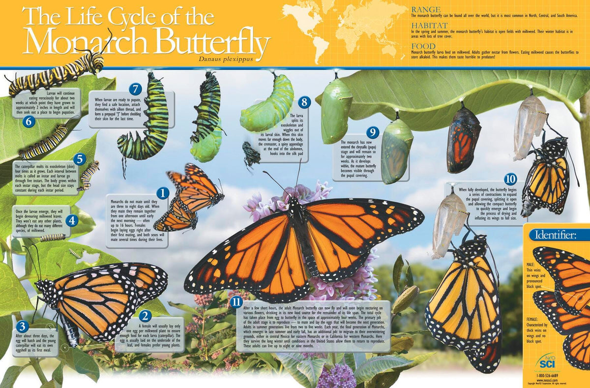 POSTER MONARCH BUTTERFLY LIFE CYCLE LAM
