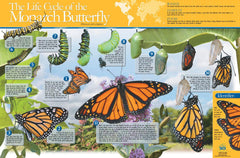 POSTER MONARCH BUTTERFLY LIFE CYCLE LAM
