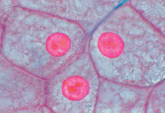SLIDE ANIMAL AND PLANT CELL 2 ST