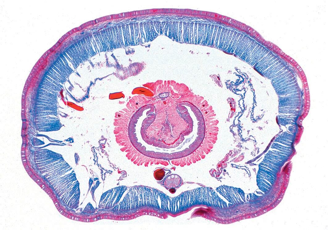 DISC-SLDES ELEMENTARY BIOLOGY S/12