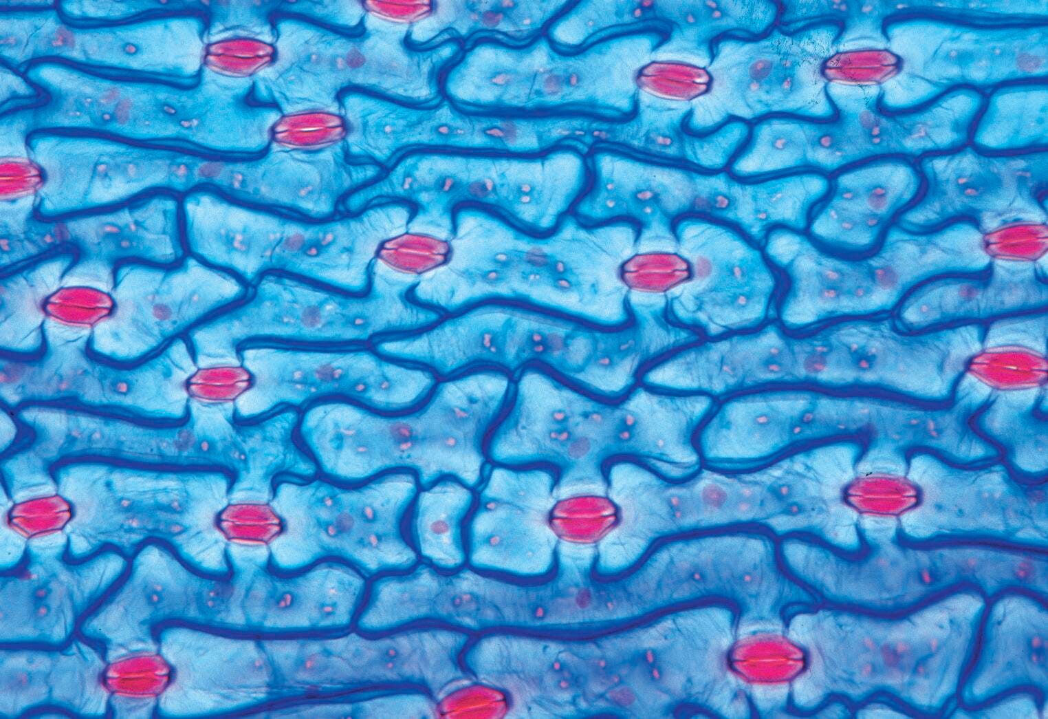 SLIDES MIDDLE SCHOOL SCIENCE S/25