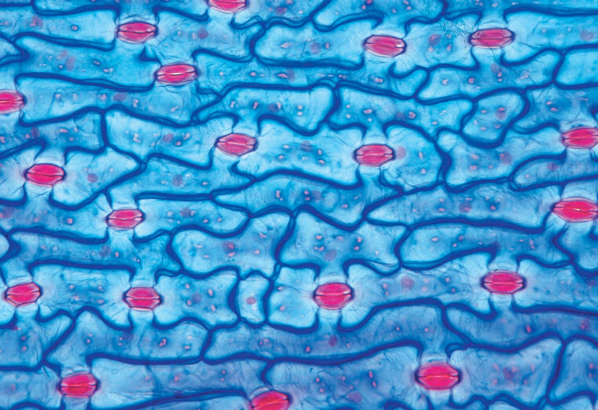 SLIDES MIDDLE SCHOOL SCIENCE S/25