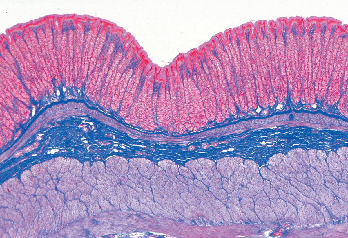 SLIDES BEGINNERS HUMAN TISSUE S/15