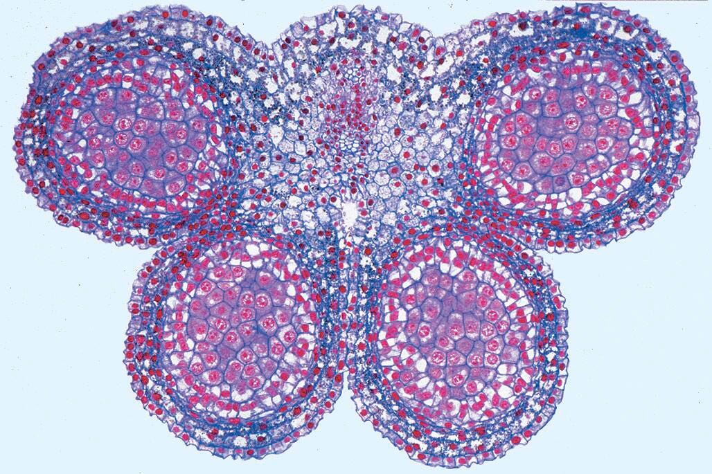 SLIDE GENERAL BIOLOGY A SET OF 25