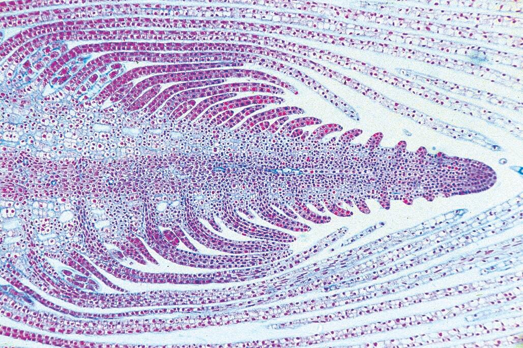 SLIDE GENERAL BIOLOGY B SET OF 50