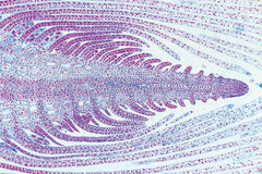 SLIDE GENERAL BIOLOGY B SET OF 50