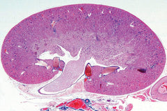 SLIDE GENERAL BIOLOGY C SET OF 50