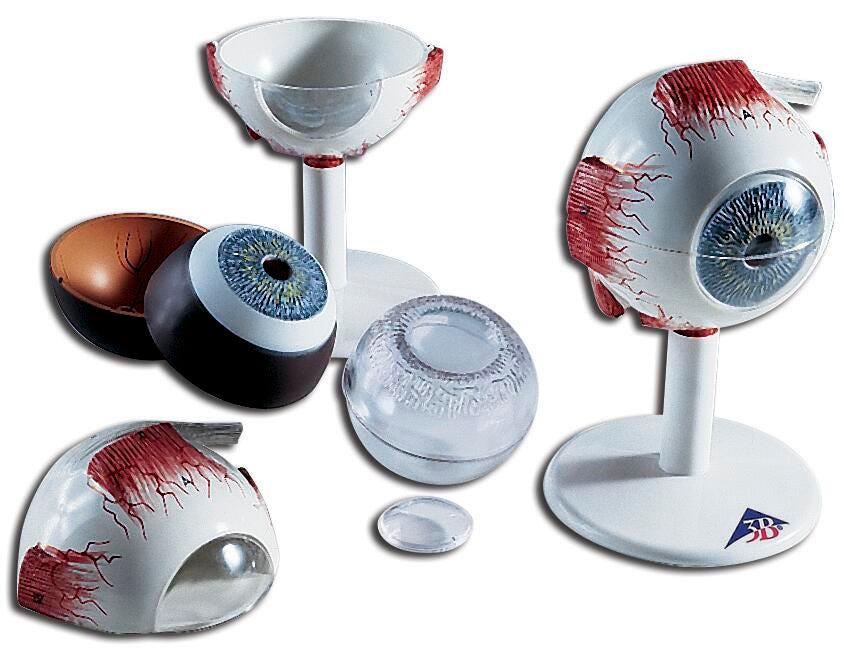 MODEL HUMAN EYE 6-PART