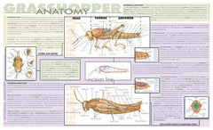 MAT GRASSHOPPER DISSECTION