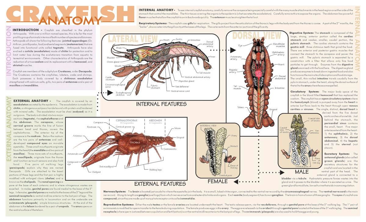 MAT CRAYFISH DISSECTION