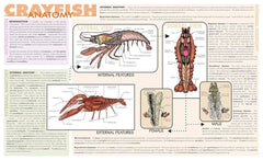 MAT CRAYFISH DISSECTION