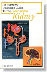 GUIDE KIDNEY DISSECTION