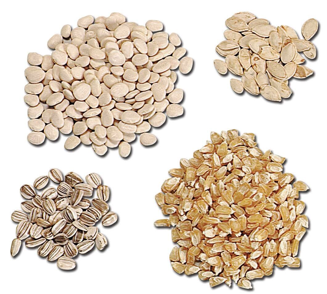 SEED CARROT 1.9G APPROX 800/PACK