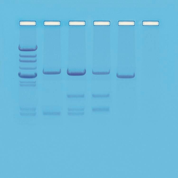 KIT DNA PATERNITY TESTING SIM