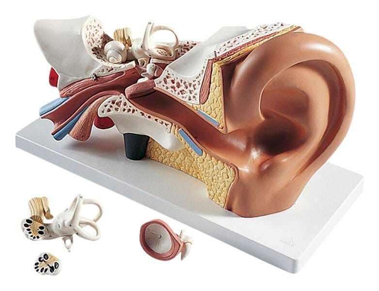 MODEL HUMAN EAR 3X SIZE 4-PART