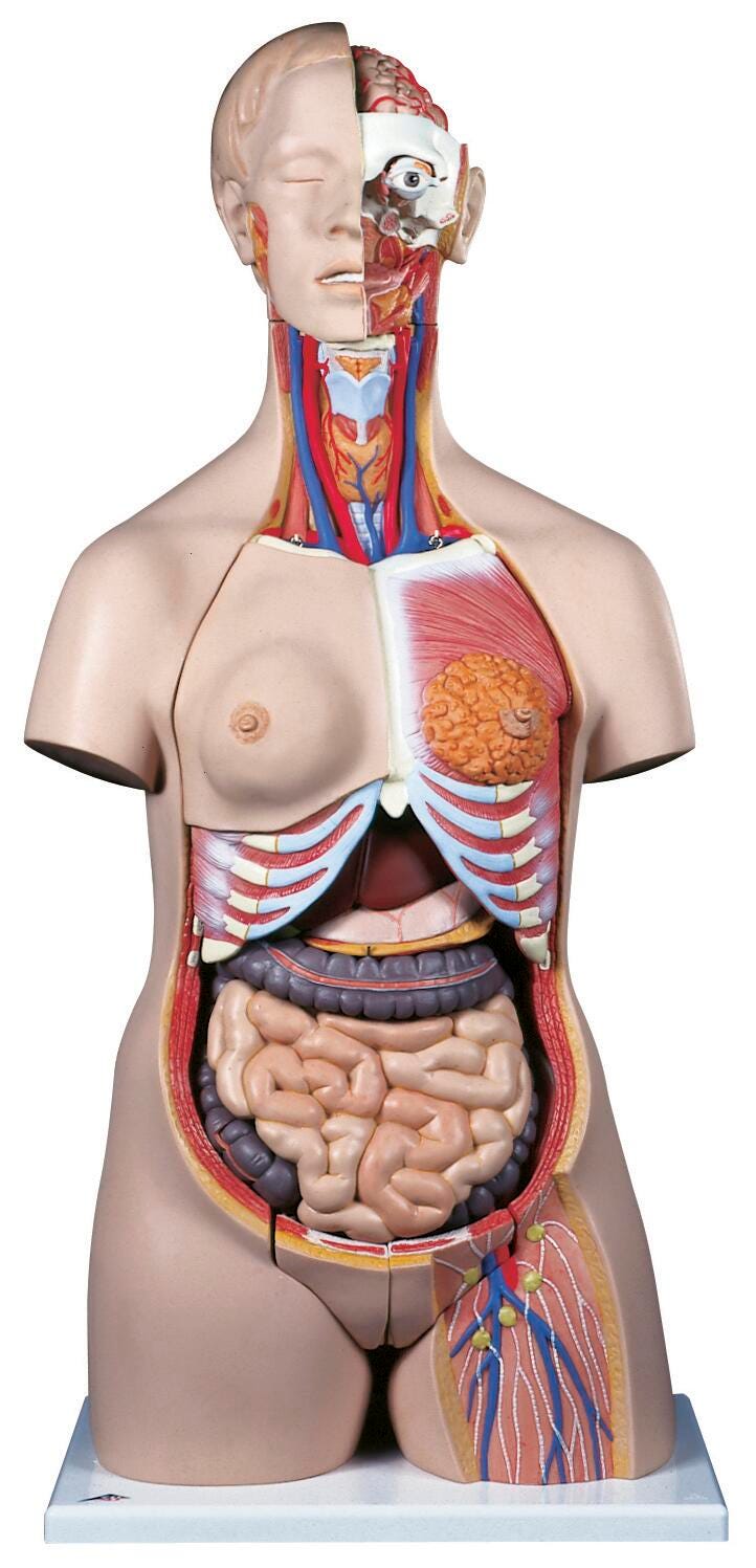 TORSO DUAL SEX DELUXE 24-PART