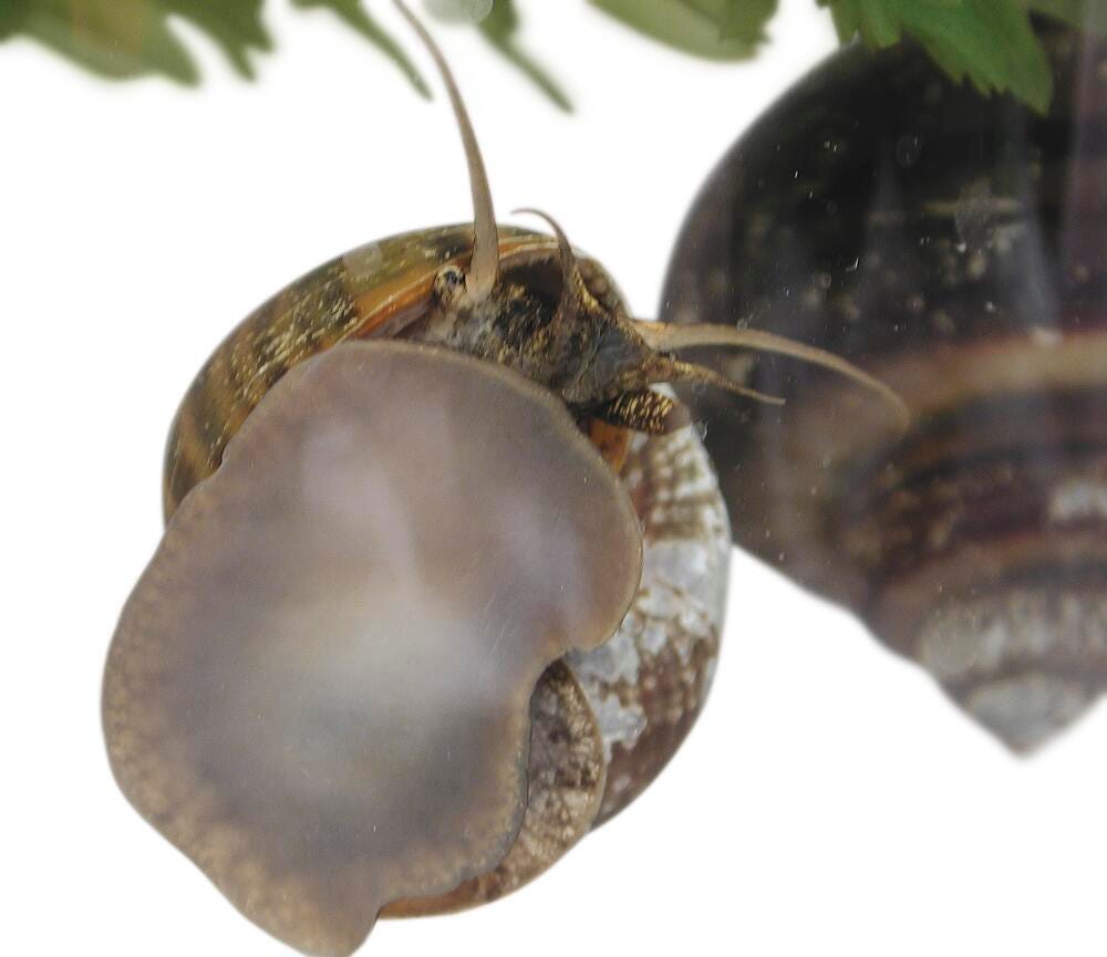 LM CARD SNAILS POND PK/100