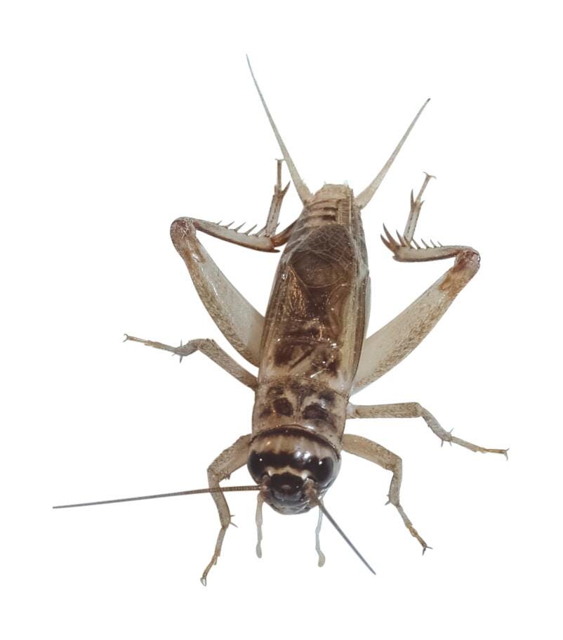 LM CARD CRICKETS  500/PK