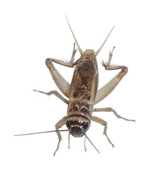 LM CARD CRICKETS  500/PK
