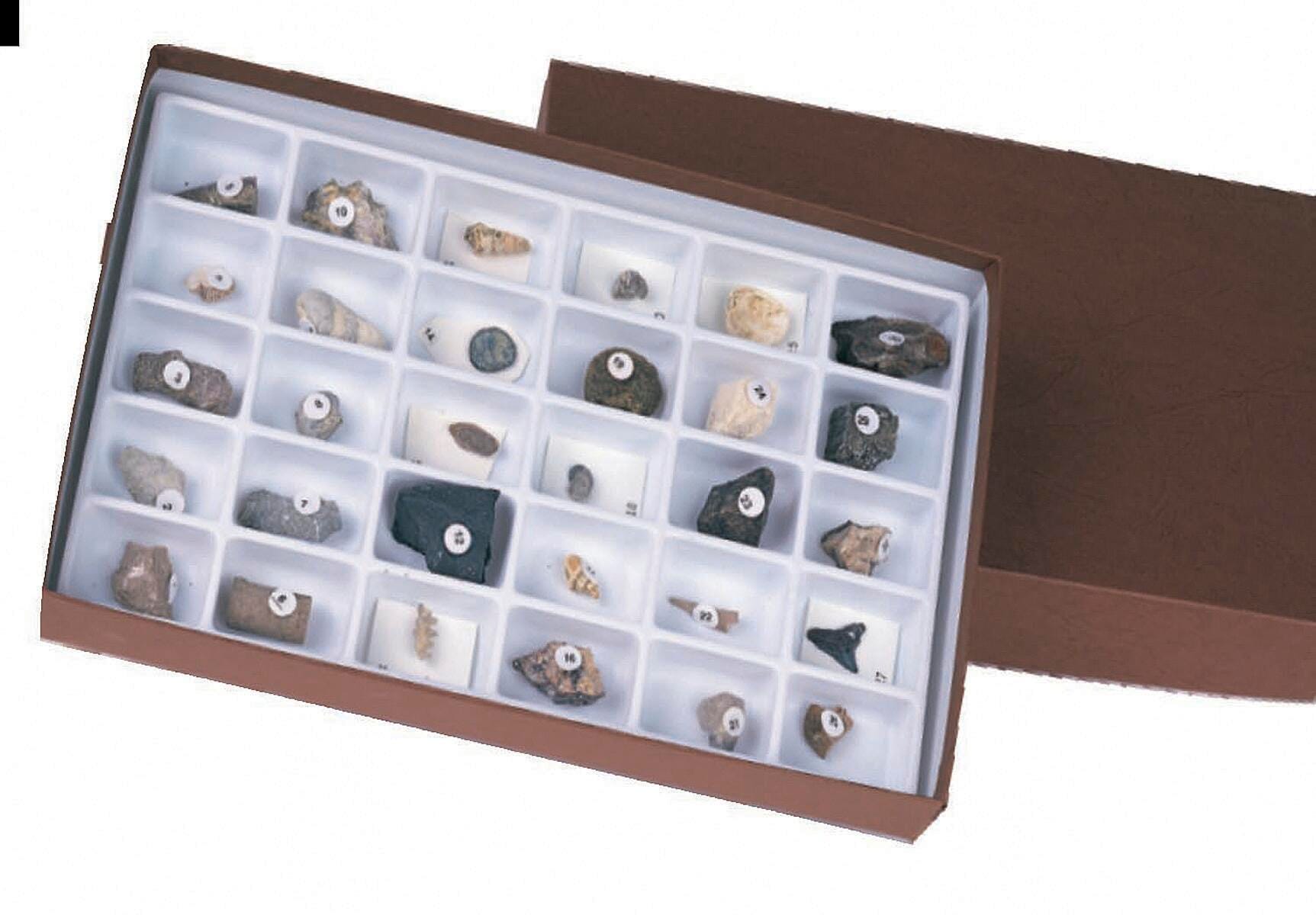 FOSSIL SET CLASSROOM