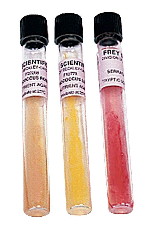 LM CARD STREPTOCOCCUS LACTIS EA