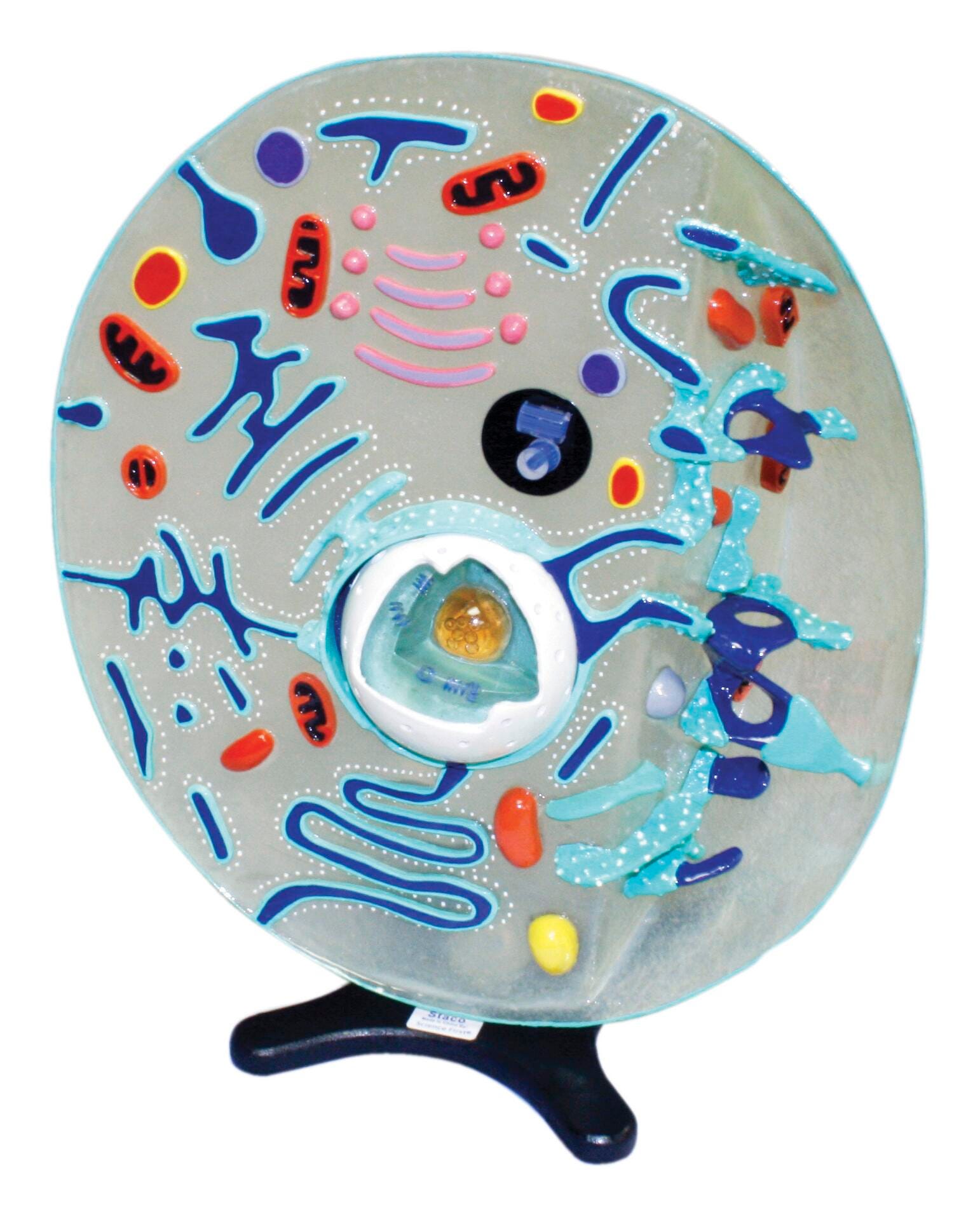 MODEL ANIMAL CELL EA