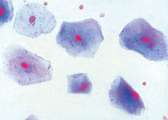 SLIDE SQUAMOUS EPITHELIU EA