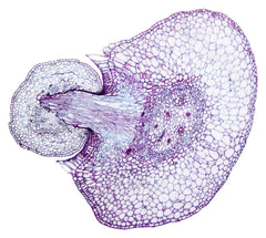 DISC-SLIDE CUSCUTA DODDER TS EA