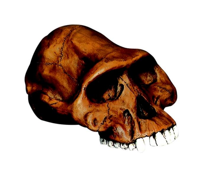 MODEL AUSTRALOPITHECUS 0245