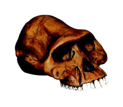 MODEL AUSTRALOPITHECUS 0245
