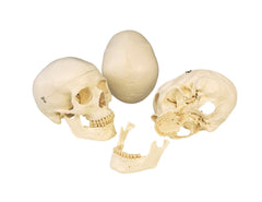 SKULL HUMAN 3-PART