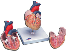 MODEL HUMAN HEART STUDENT SIZE 2-PART
