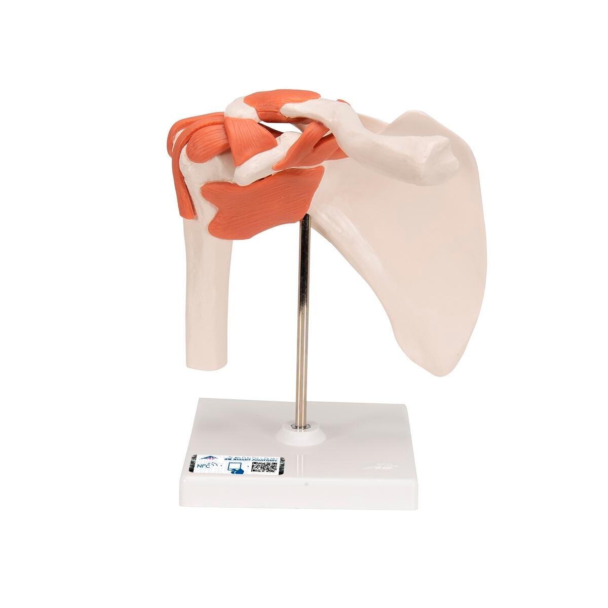 MODEL HUMAN SHOULDER JOINT FLEXIBLE