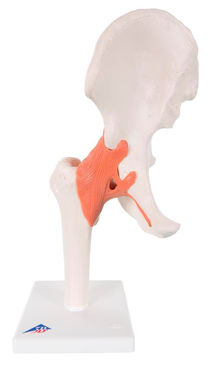 MODEL HUMAN HIP JOINT FLEXIBLE