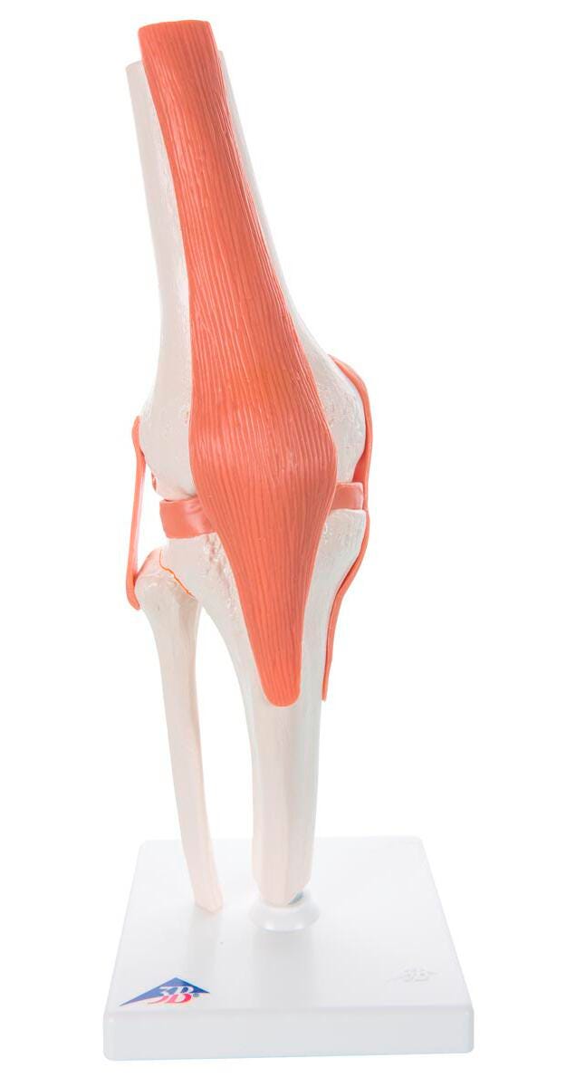 MODEL HUMAN KNEE JOINT FLEXIBLE