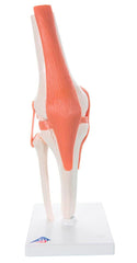 MODEL HUMAN KNEE JOINT FLEXIBLE