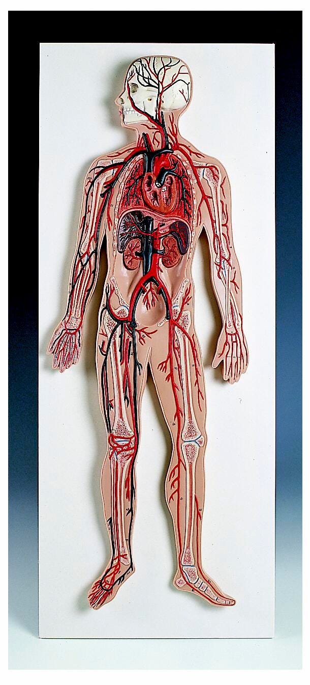 MODEL HUMAN CIRCULATORY SYSTEM 1/2 SIZE