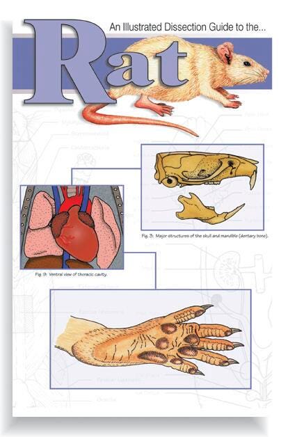 GUIDE RAT DISSECTION