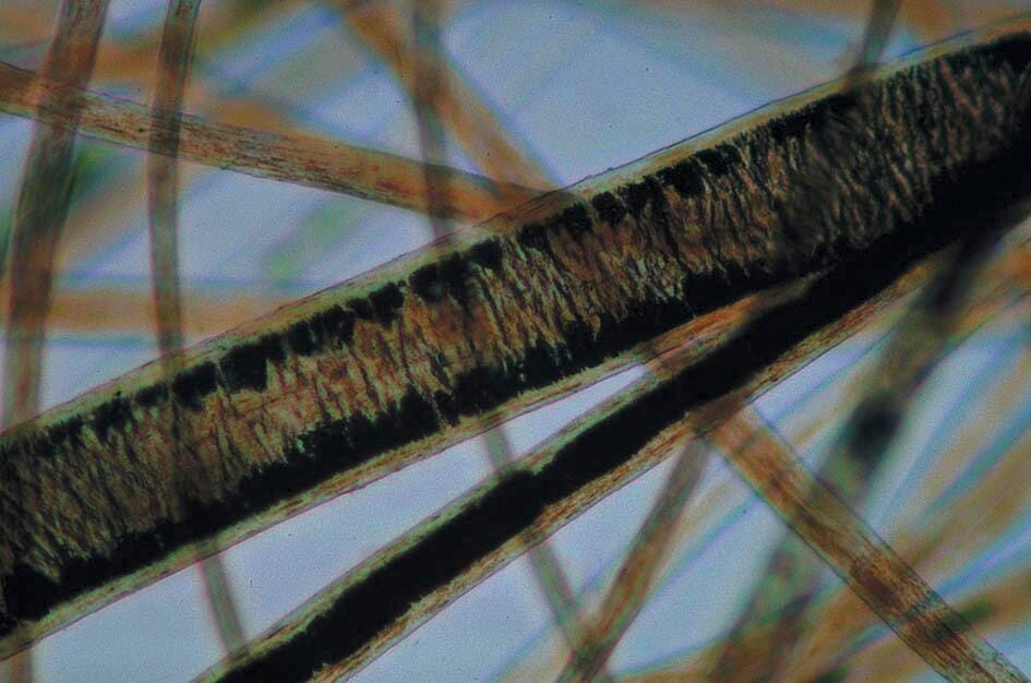 SLIDES MICROSCOPE FIBERS+FABRICS INTRO S/6