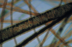 SLIDES MICROSCOPE FIBERS+FABRICS INTRO S/6