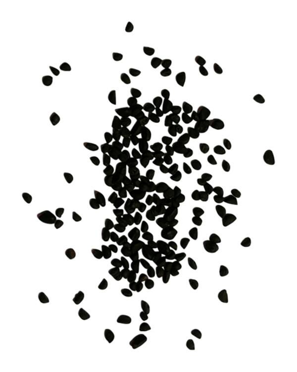 SEED MORNING GLORY OHARA 1.6G APPROX 60/PACK