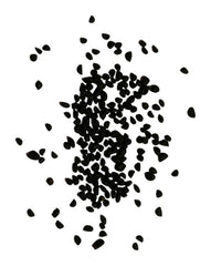 SEED MORNING GLORY OHARA 1.6G APPROX 60/PACK