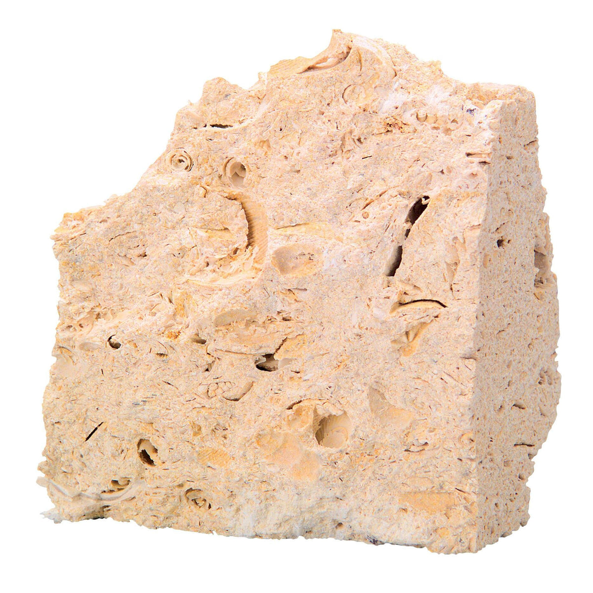 ROCK LIMESTONE FOSSIL LS